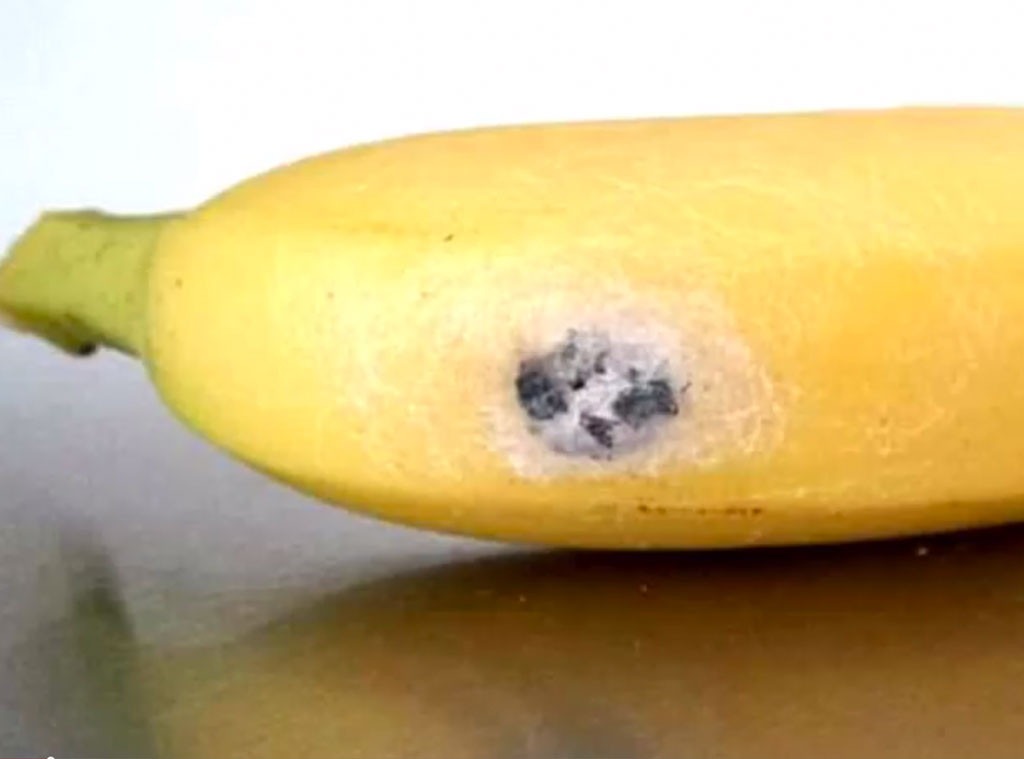 Ew! Woman Finds Deadly, ErectionInducing Spiders in Her Bananas E! News