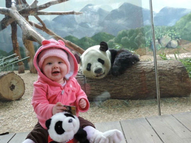 Panda