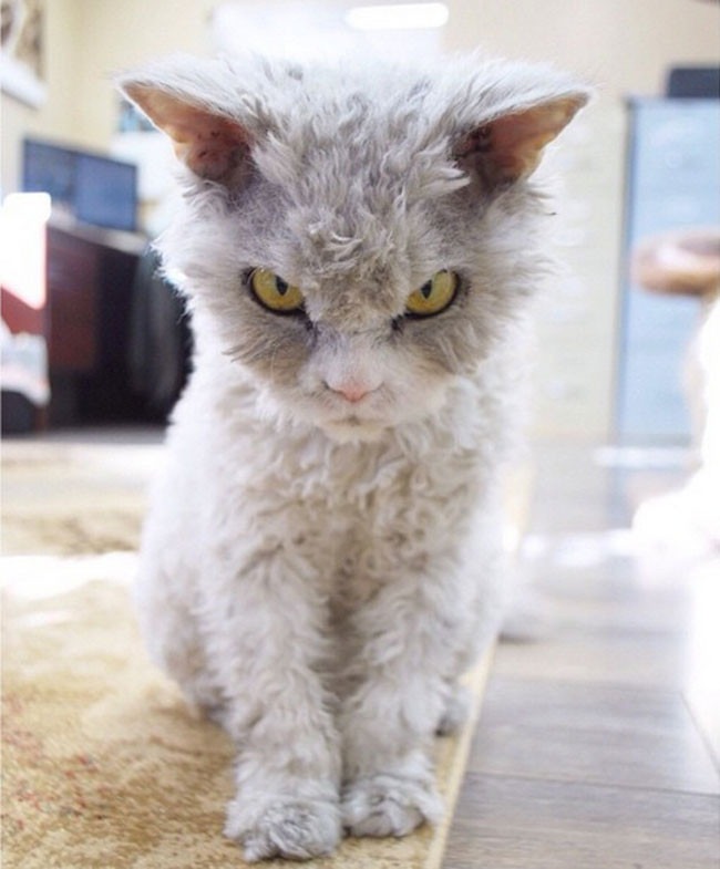 Gatos que juzga