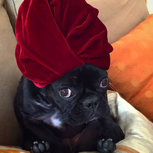 Lady Gaga S Dog Is The Newest Instagram Star E Online Lady gaga's known for carting her adorable french bulldog around town, but now you can enjoy asia kinney's jowly beauty from the comfort of your own smartphone. e online