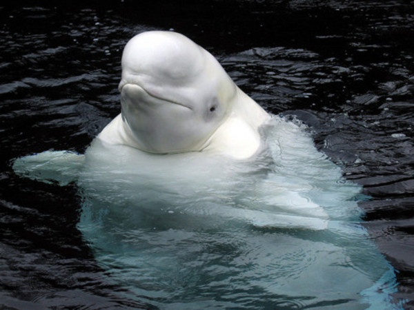 Photo #475340 from Eight Sexy Animals With The Sexiest Post-Baby Bodies