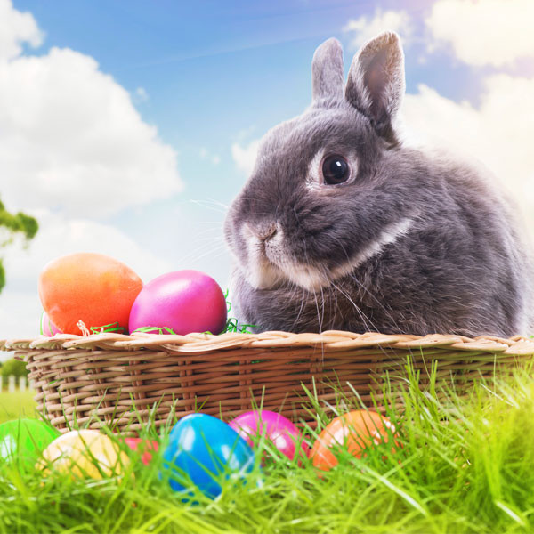 Happy (Almost) Easter! LOL With Funny Pics of the ...