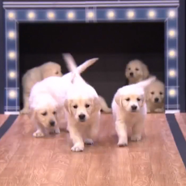 Jimmy Fallon's Puppy Predictors Pick Which Final Four Team Will Win!