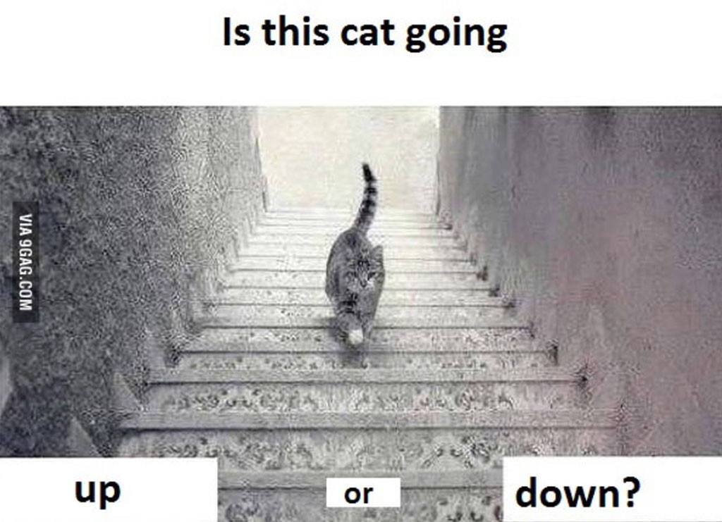 Est Ce Que Ce Chat Monte Ou Descend L Escalier E Online France Est Ce Que Ce Chat Monte Ou Descend L Escalier E Online France