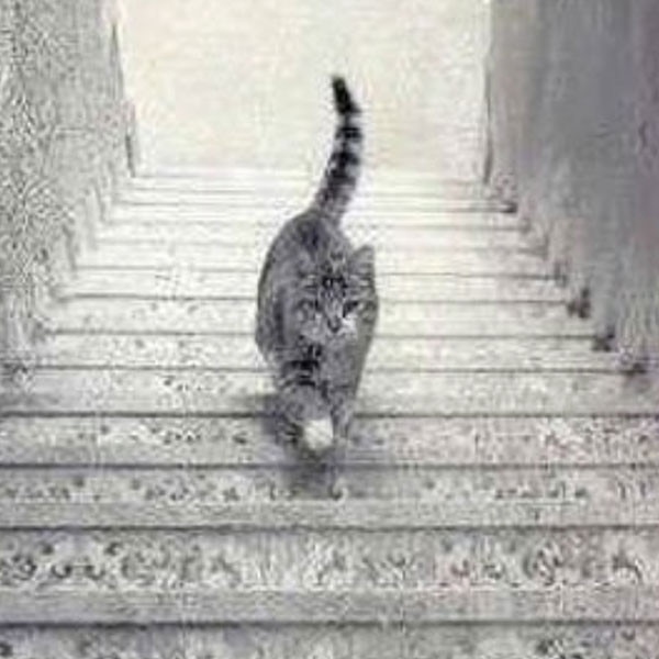 Is This Cat Walking Up or Down the Stairs?