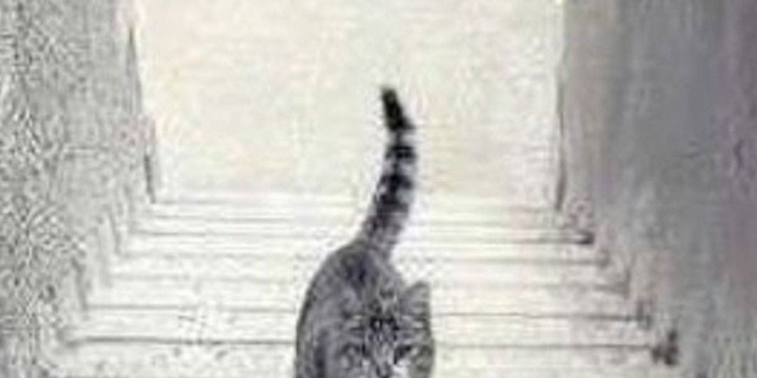 Est Ce Que Ce Chat Monte Ou Descend L Escalier E Online France Est Ce Que Ce Chat Monte Ou Descend L Escalier E Online France