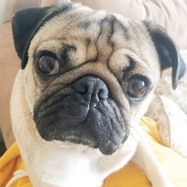 Doug the pug