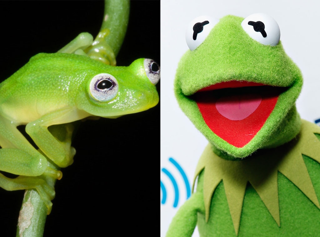 Kermit, Real Frog