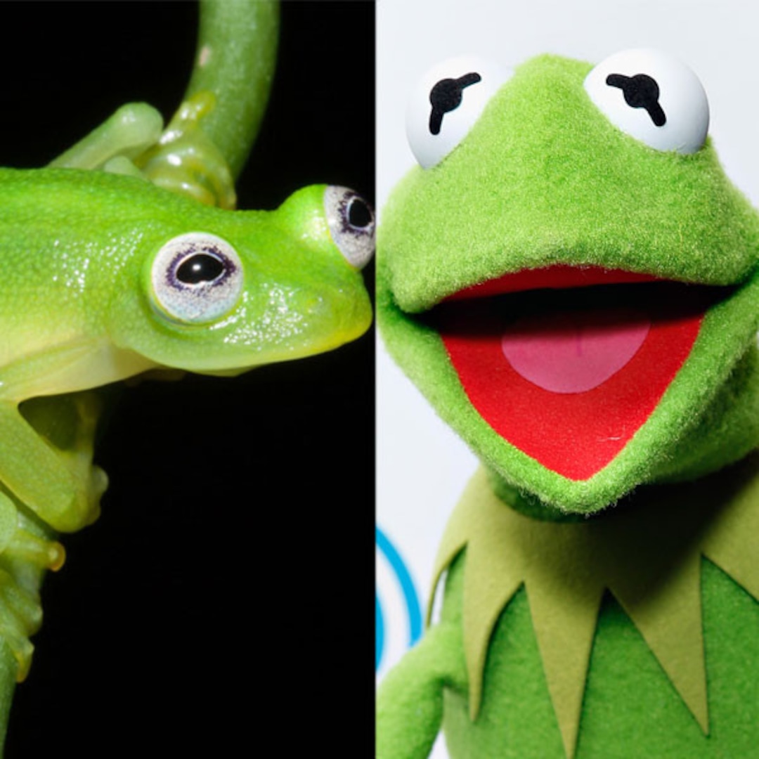 kermit frog is real e online kermit frog is real e online