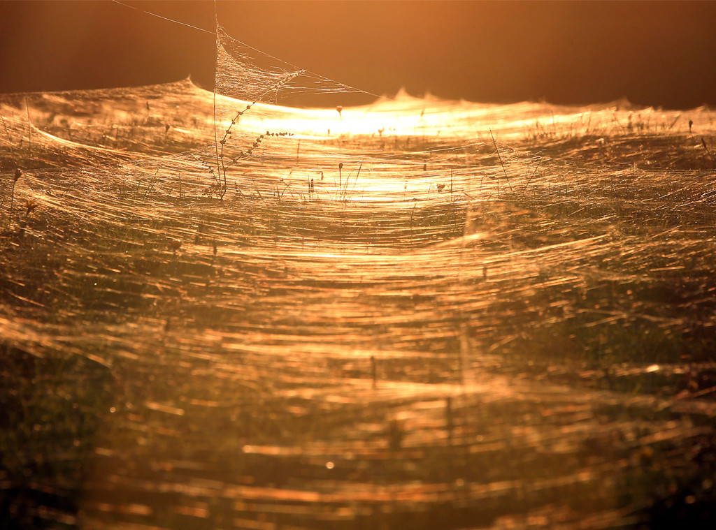 Raining spiders in Goulburn: Australia's freak event explained