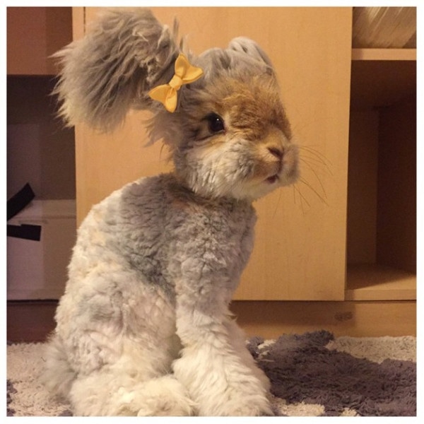 Bunny, Instagram