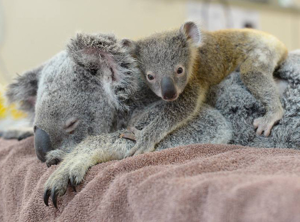 Photo This Koala Joey Clung To His Mom During Her Lung Surgery E Online