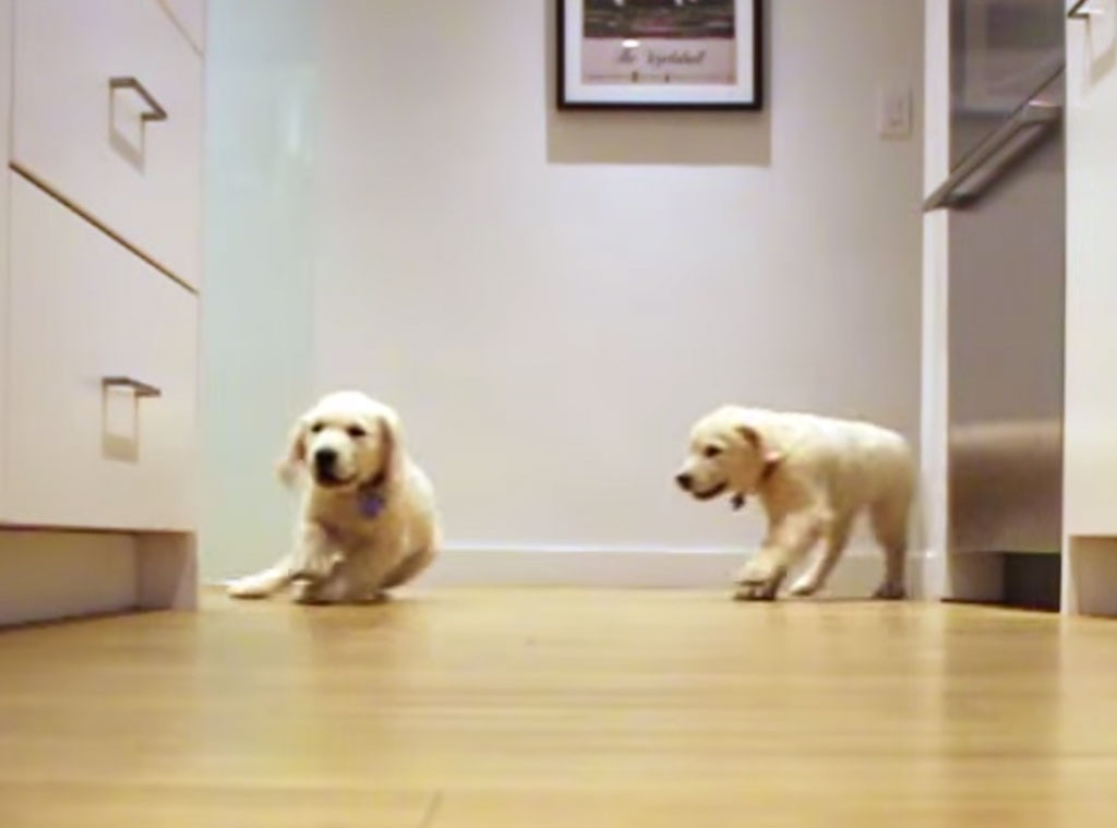 Golden retriver puppies time lapse