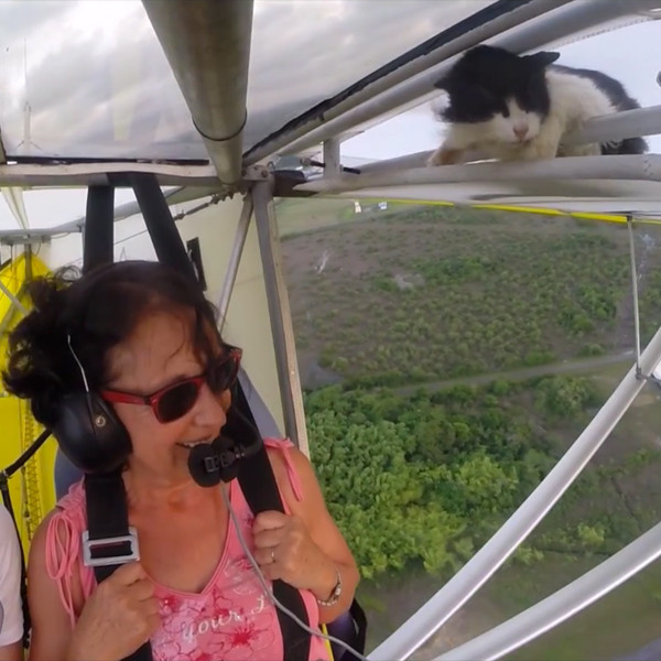 Watch Cat Hitches a Ride on a Plane as It Takes Off