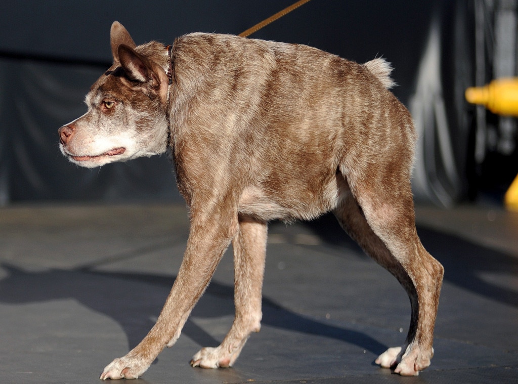 World's Ugliest Dog of 2015 IsQuasi 