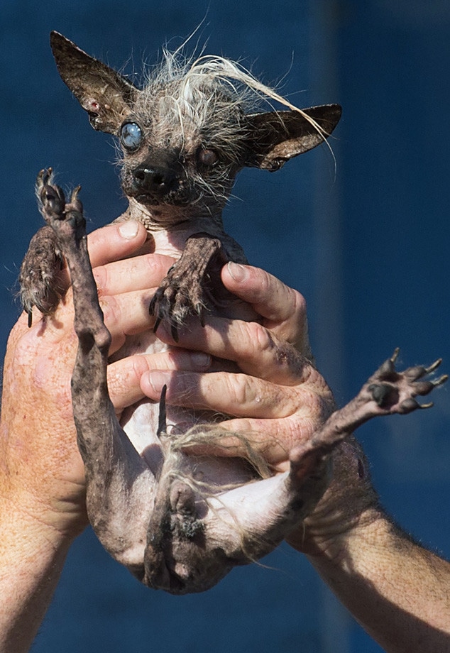World's Ugliest Dog of 2015 Is...Quasi Modo—See Pics of the Competition
