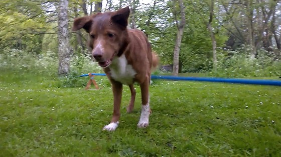 Ozzy, the dog