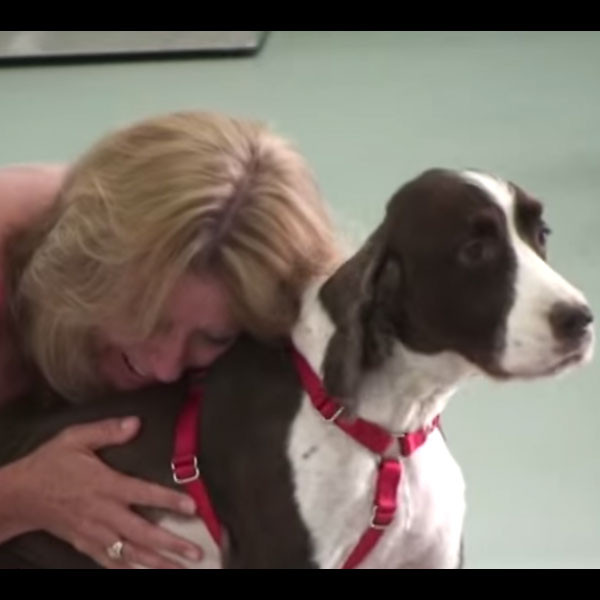 Watch Quadriplegic Dog Shocks Owner By Walking Again