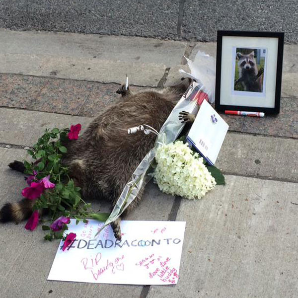 Torontonians create memorial for dead raccoon