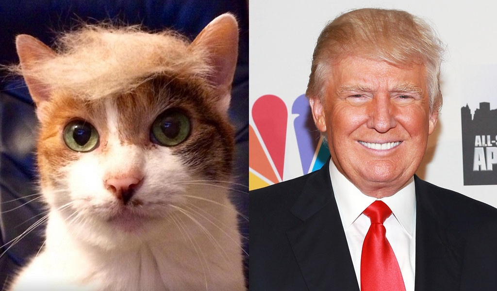 Trump Your Cat
