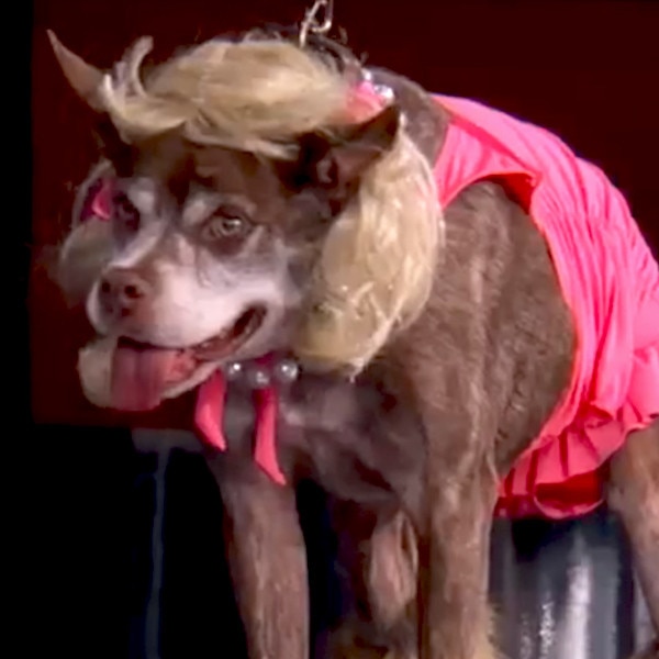 2015 World s Ugliest Dog Gets Makeover on Jimmy Kimmel Live