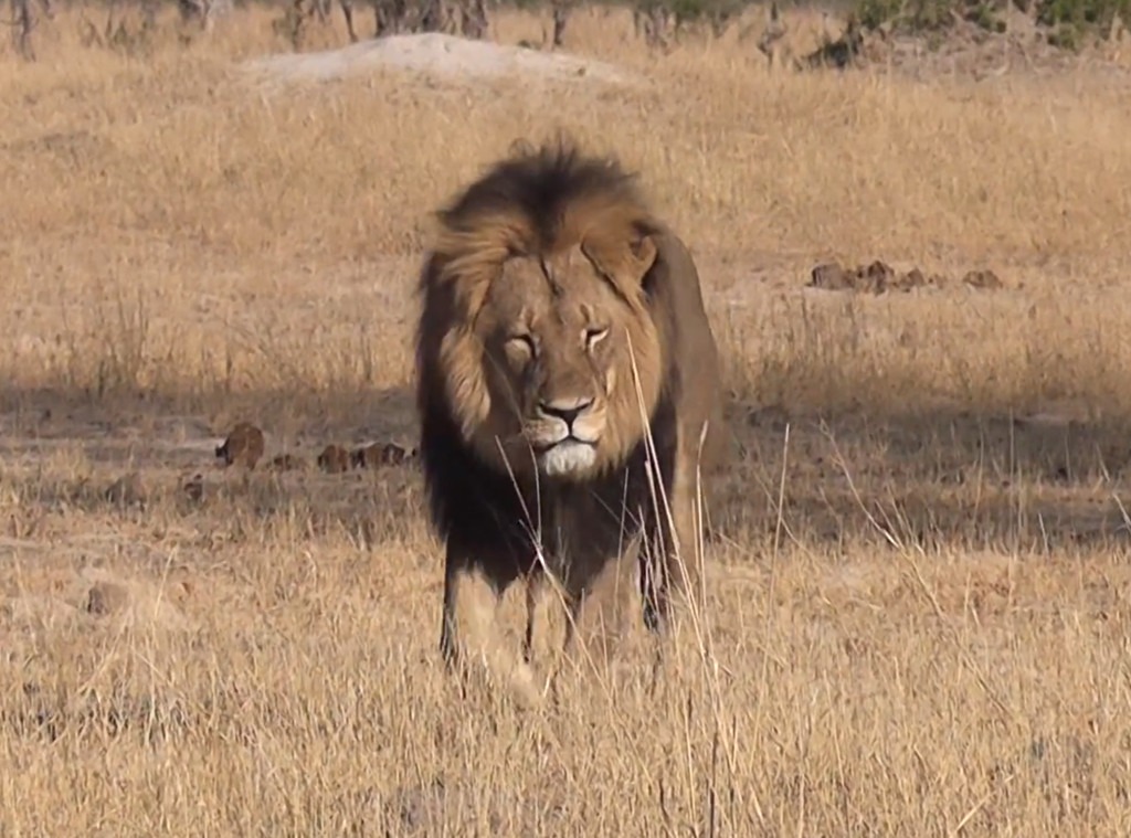 Cecil The Lion