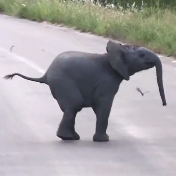 Frolic Into the Weekend Like This Baby Elephant Frolics Into Birds - E!  Online - CA