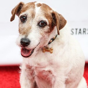 uggie uggie