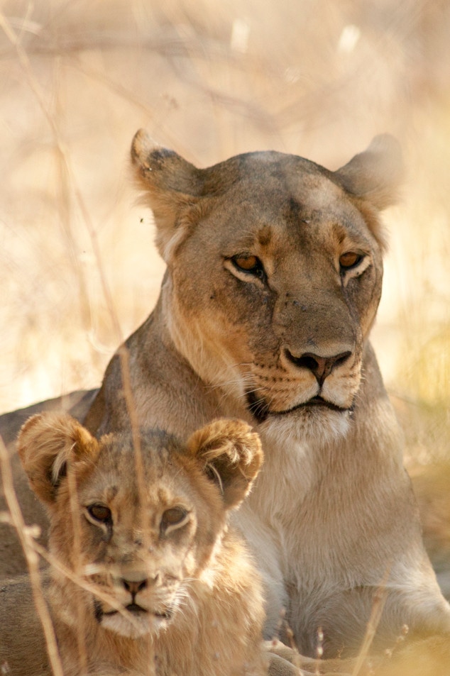 Cecil Lion Cubs