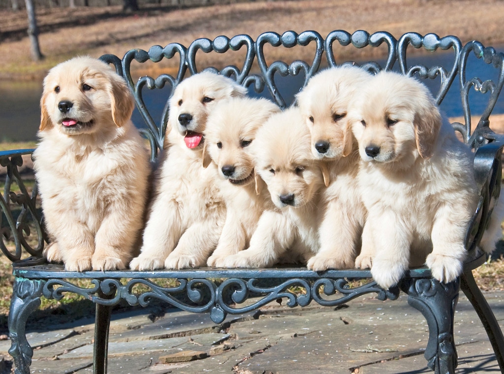National Dog Day, Golden Retriever Puppies
