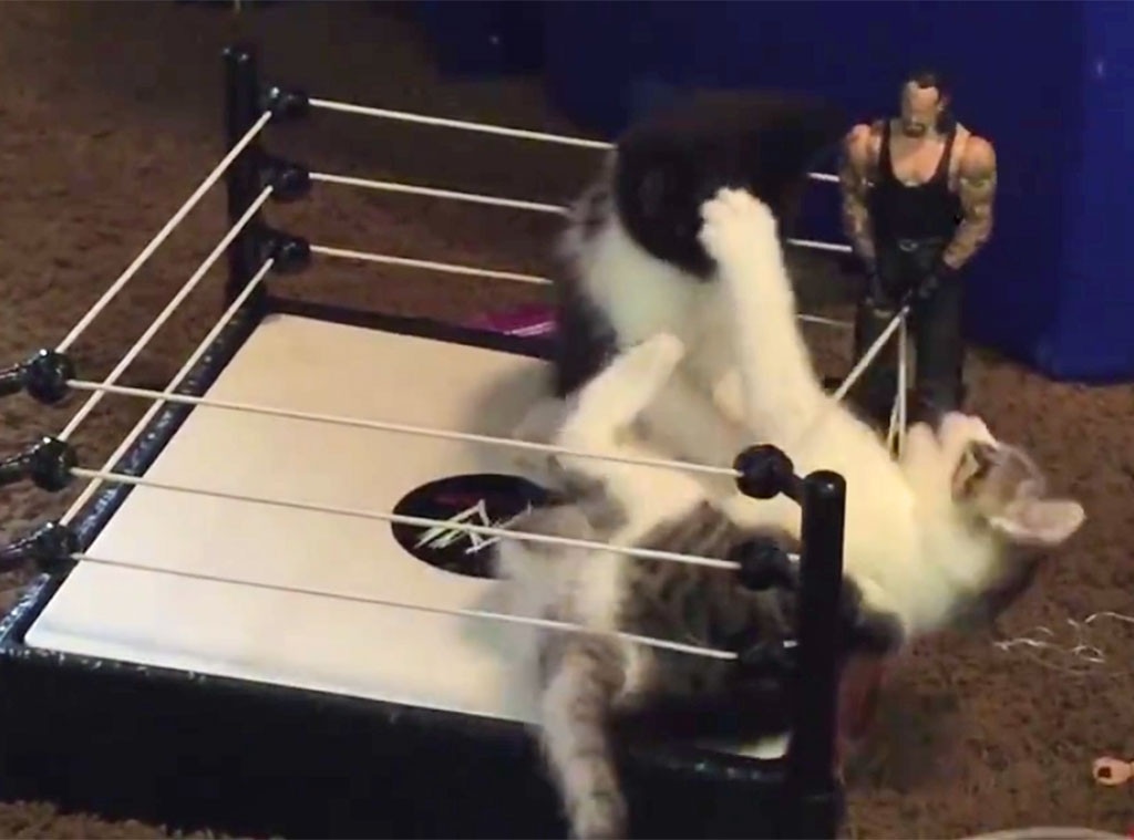 Kittens Wrestling Match