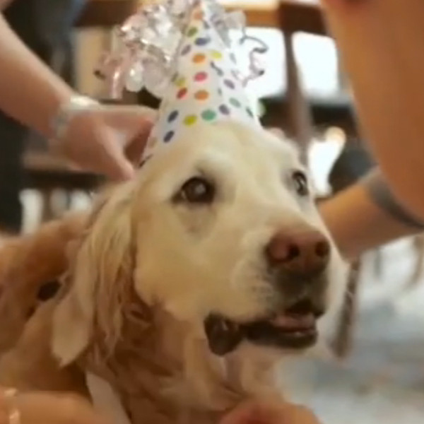 Last Surviving 9/11 Rescue Dog Gets Sweet 16 Party