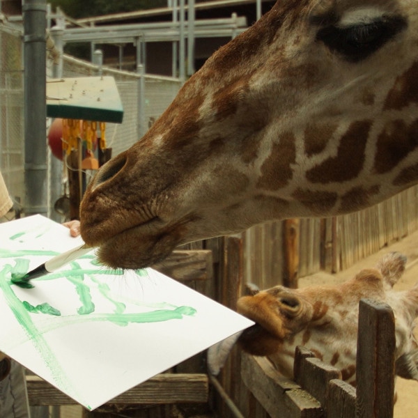 Oakland Zoo Holding Auction of Artwork Created by Animals - E! Online
