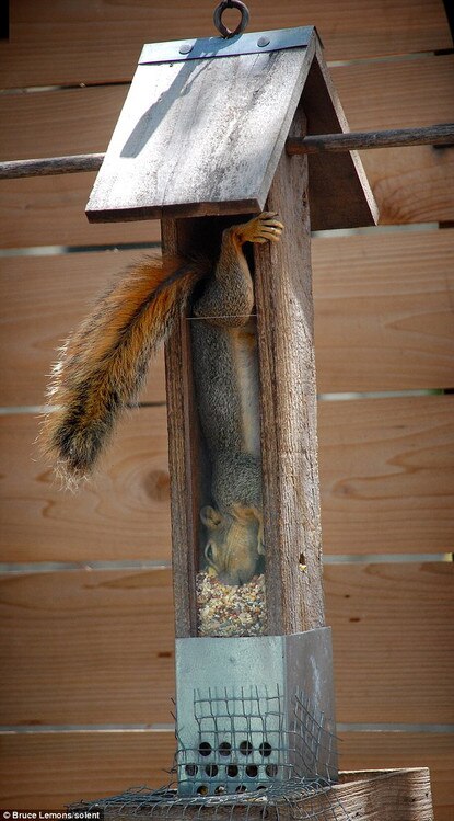 This Bird Feeder Is Also A Squirrel Trap From I Just Realized