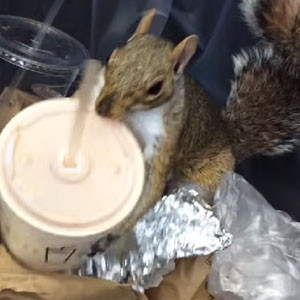 Bye, Pizza Rat! Milkshake Squirrel Is the New Star in NYC!