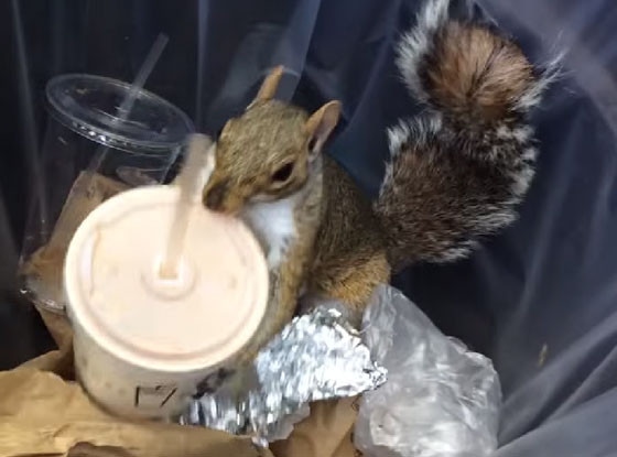 Milkshake Squirrel