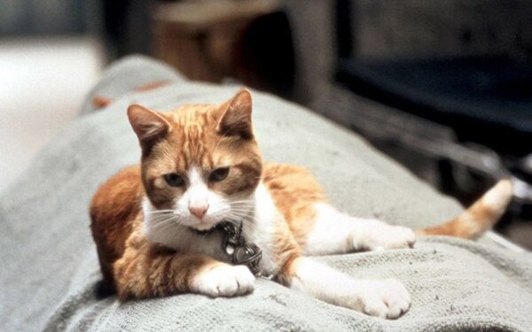 Los 25 gatos más fascinantes del cine (+ Fotos) | E! News Los 25 gatos más fascinantes del cine (+ Fotos) | E! News