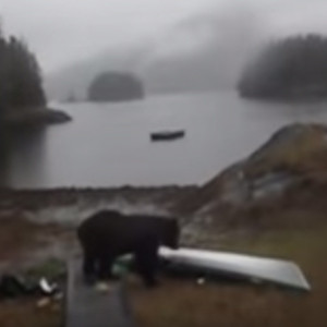 Woman Loses It as Bear Eats Her Kayak
