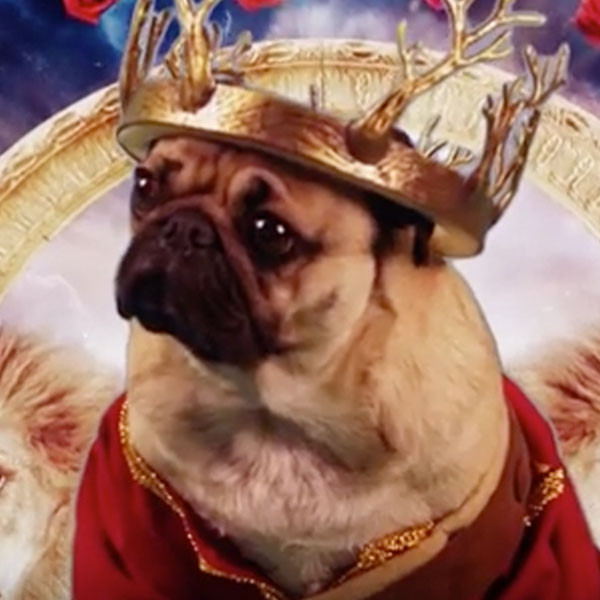 Doug the Pug Steals Spotlight From Fall Out Boy and Demi Lovato