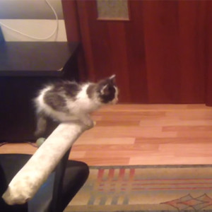 Adorable Kitten Has Terrible Jumping Skills