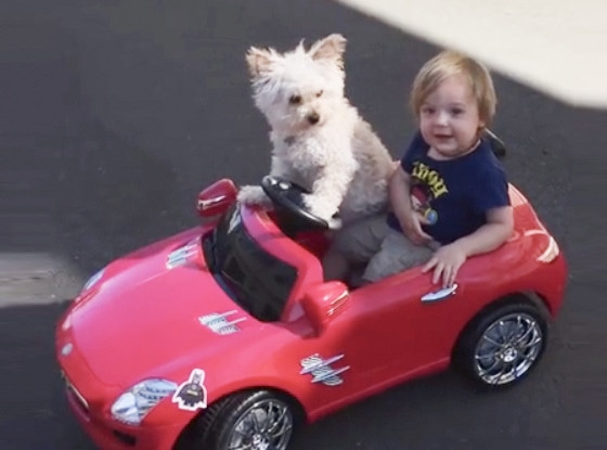 Dog Drives Little Boy