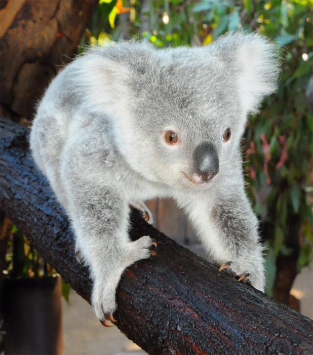 Koala, Derek Hough