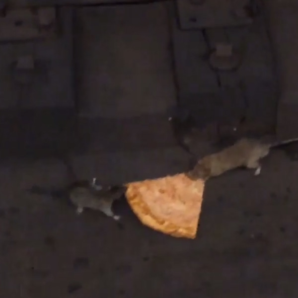 Pizza Rats, Instagram