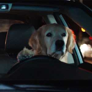 Dogs Driving Around in Subarus Is Definitely the Cutest Commercial Yet ...