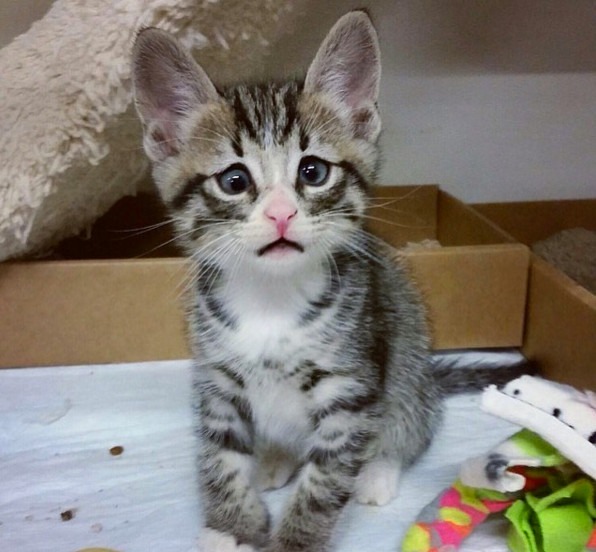 gato triste