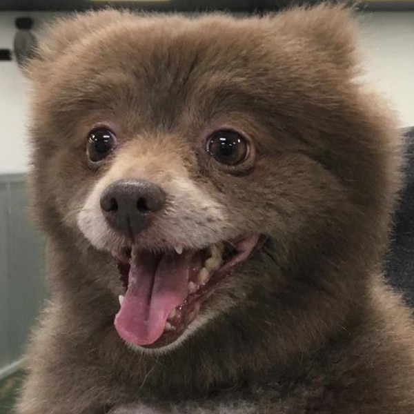 Cute dog that outlet looks like a bear