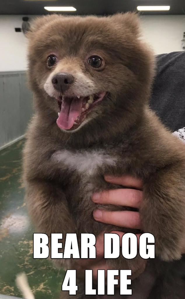 is a bear more like a cat or a dog