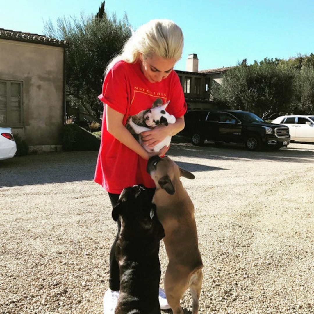 Lady Gaga Welcomes a New Member to Her Adorable Puppy Fam - E! Online