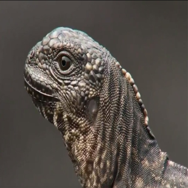 bbc iguana escaping lots of snakes