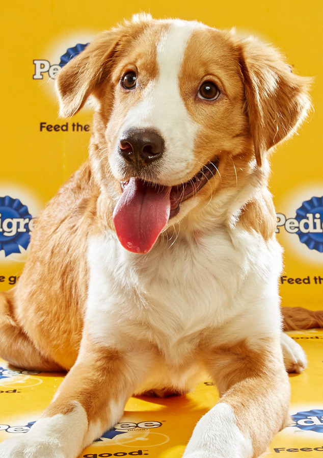 The Puppy Bowl Starting Lineup Has Been Announced E! Online